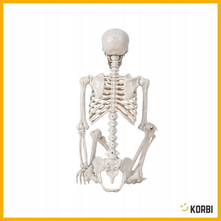 Dekoratívny skelet Korbi vysoký 165 cm