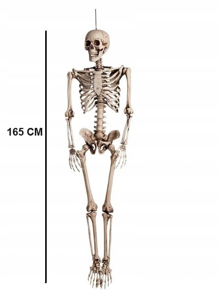 Závesný skelet Imchex 165 cm s pohyblivou čeľusťou