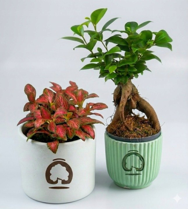 DIY set Mikroklimat na les v skle s Ficus ginseng