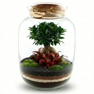 DIY set Mikroklimat na les v skle s Ficus ginseng