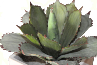 Aloe pot. Exkluzívne kvety. Umelé art. Rose