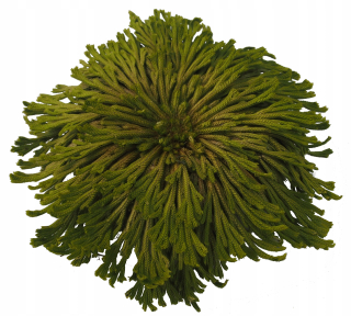 Anastatics Rose Jericho stabilizované rastliny