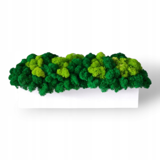 Dekoratívny mach - BIELY kvetináč 30 cm s ZMIEŠANÝM machom