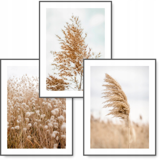 Boho plagátové rastliny bez rámu 30 x 40 cm