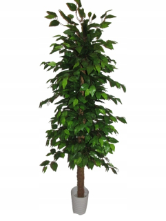 Benjamin umelý benjamin fikakus strom 160cm