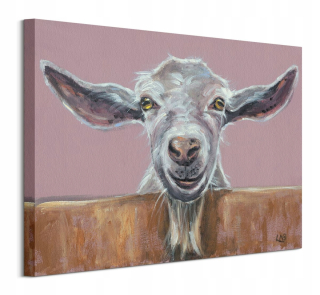 Koza za plotom - Canvas Image 40x50 cm