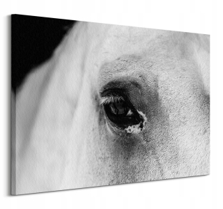 Black Eye White Horse maľba na plátne 120x90 cm