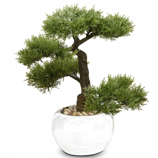 Bonsai Ficus Mini Ženšen ihličnatý les v hrnci