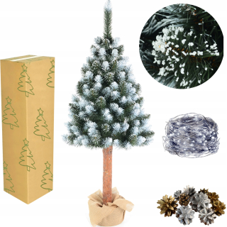 Vianočný stromček - Diamantová borovica vianočného stromu na kufri 120 cm + freebies