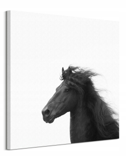 Jones Carys Black Horse Obrázok na plátne 85x85 cm