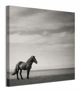 Carys Jones Lonely Horse Painting na plátne 60x60 cm