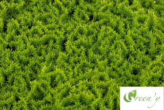 Chrobotek Green Wall Panel Hedge Artificial