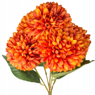 Chrysanthemumy kytica kvetov chryzantémum kvety