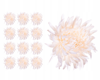 Chrysanthemum Crab Cream 12 kusov produkt