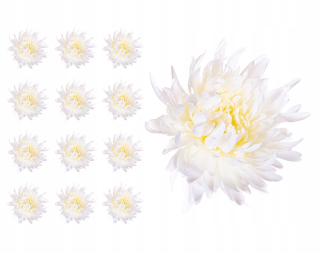 Chrysanthemum Crab Cream White 12 Produkty