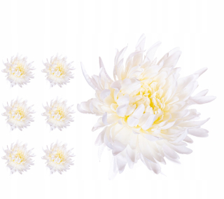 Chrysanthemum Crab Cream White 6 kusov