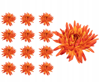 Chrysanthemum rozsah rozsahu hlavy 12 kusov
