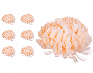 Produkty Chrysanthemum Peach Pineapple 6
