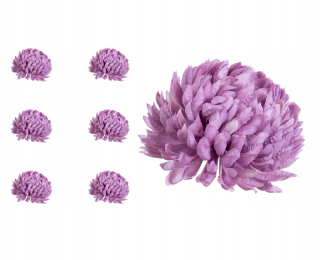 Chrysanthemum levanduľový ananás 6 kusov