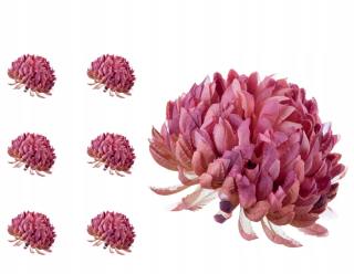 Chrysanthemum ananás ružová broskyňa 6 kusov
