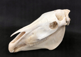 Prírodný vedecký model lebky