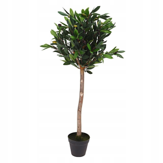 Olivovník vo veľkom hrnci 94 cm