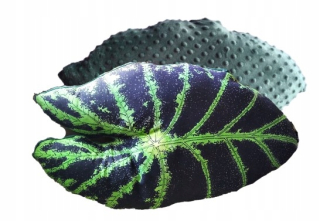 Vankúš - Veľký vankúš alocasia 3D listu