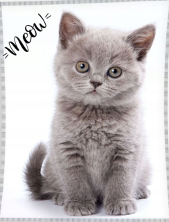 Prikrývka na posteľ - Veľká prikrývka Cat Grey Kitty Obrovská mačka 150x200