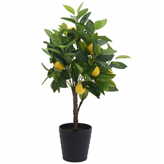 Citrusový strom v hrnci 70 cm