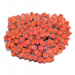 Wild Rose Frosted Orange Hawthorn Rowan 400