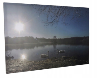 Foto-Photo na labute plátno 120x80cm meinfoto
