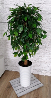 Fikus benjamin umelý 110 cm kvetináč