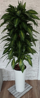 Umelé kvety,ovocie - Ficus Ficus umelý kvet 155 cm dekorácia biela čierna rúrka