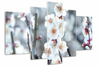 Foto obrázok sklo veľké triptych čerešňové kvety