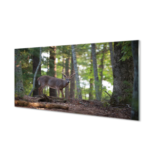 Foto z temperamentného skla lesa Jeleń 120x60 cm