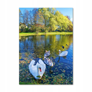 Foto akrylová obraz labutí na rybníku 70x100 cm