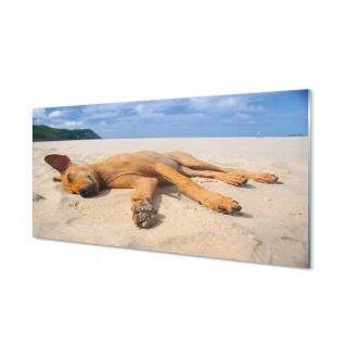 Foto akrylová obrázok ležajúca psová pláž 120x60 cm