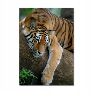 Foto akrylový obrázok tiger na strome 70x100 cm