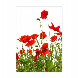 Foto akrylová obraz pre divú stenu maki 70x100 cm