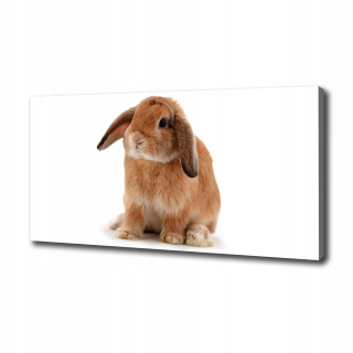 Fotografie Canvas na stene králika rudy 100x50 cm