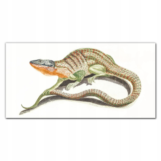 Foto-focture Glass Lizard 140x70 cm