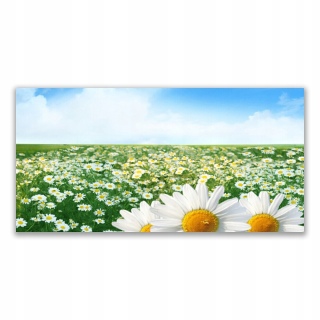 Foto -camera akryl 140x70 Daisy Flowers Meadow Field