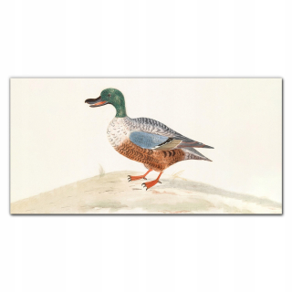 Foto -Wall Wall akryl 120x60 Animal Bird Duck