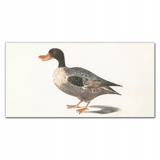 Foto -Wall Hanging Wall Acryl Acryl 120x60 Bird Duck