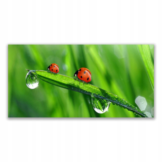 Moderná fotografia -Film 140x70 Ladybug Grass Drops