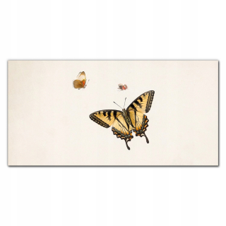 Sklenená fotografia na stene hmyz Butterfly 140x70 cm