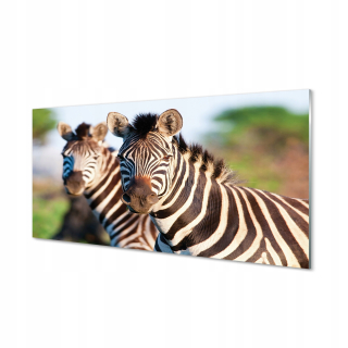 Foto -farbené akrylové sklo pre Zebra Salon 120x60 cm