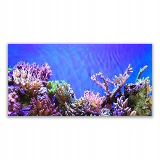 Fotografie -grafika s grafikou 140x70 Coral Reef Nature
