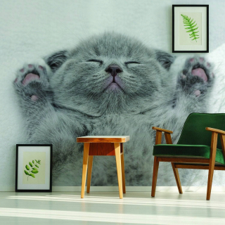 Samolepiace fototapety VINYL Cute Kitty 520x305