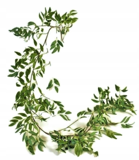 Girlanda ruscus ruscus najmenej